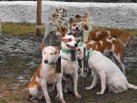 Rehala David Regalao: Podenco de Paterna.